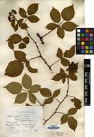 Isolectotype of Rubus fissus Lindley [family ROSACEAE]