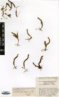 Isotype of Renauldia lycopodioides Bizot [family POTTIACEAE]