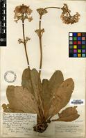 Holotype of Primula bulleyana Forrest [family PRIMULACEAE]