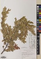 Filed as Nothofagus dombeyi (Mirb.) Oerst. [family NOTHOFAGACEAE]