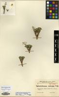 Isotype of Cyphocardamum aretioides Hedge [family CRUCIFERAE]