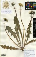Filed as Taraxacum prionum Hagend, Soest & Zevenb. [family COMPOSITAE]