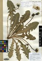 Filed as Taraxacum pachymerum Hagl. [family COMPOSITAE]