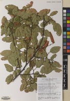 Filed as Nothofagus obliqua (Mirb.) Blume [family NOTHOFAGACEAE]