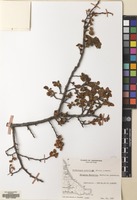 Filed as Nothofagus antarctica (G.Forst.) Oerst. [family NOTHOFAGACEAE]
