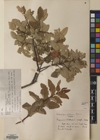 Filed as Nothofagus obliqua (Mirb.) Blume [family NOTHOFAGACEAE]