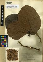 Isotype of Nauclea formicaria Elmer [family RUBIACEAE]