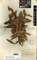 Isotype of Mahonia bracteolata H. Takeda [family BERBERIDACEAE]