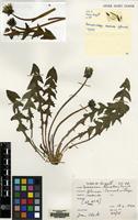 Filed as Taraxacum hamatum Raunk. [family COMPOSITAE]