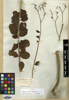 Syntype of Talinum indicum Wight & Arn. [family PORTULACACEAE]