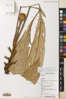 Filed as Myxochlamys amphiloxa R.J.Searle [family ZINGIBERACEAE]