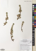 Filed as Margyricarpus pinnatus (Lam.) Kuntze [family ROSACEAE]
