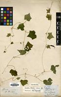 Type of Cucumis indicus Sheb. & Thulin [family CUCURBITACEAE]