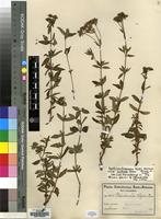 Isotype of Agathisanthemum bojeri Klotzsch subsp. australe Brem. [family RUBIACEAE]