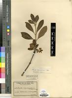 Type of Pavetta stipulopallium K.Schum. [family RUBIACEAE]
