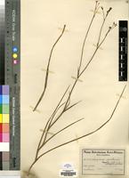 Type of Lapeirousia masukuensis Vaupel & Schltr. [family IRIDACEAE]