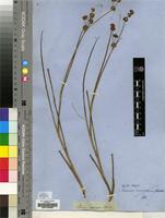 Isosyntype of Juncus oxycarpus E.Mey ex Kunth [family JUNCACEAE]