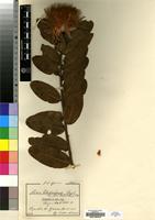 Isotype of Protea wentzeliana Engl. [family PROTEACEAE]