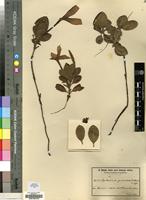 Type of Leptactina prostrata K.Schum. [family RUBIACEAE]