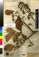 Type of Vitex doniana Sweet [family LABIATAE]