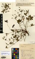 Lectotype of Geranium lavergneanum var. cinerascens Lev. [family GERANIACEAE]