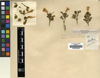 Filed as Ruellia patula Jacq. [family ACANTHACEAE]