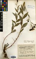 Lectotype of Hieracium johnstonii Dahlst. [family COMPOSITAE]