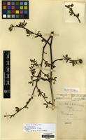 Type of Morus cavaleriei H. Lev. [family MORACEAE]