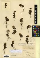 Isotype of Potentilla dolichopogon H. Lev. [family ROSACEAE]