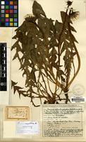 Isolectotype of Taraxacum chloroleucophyllum Dahlstedt [family COMPOSITAE]