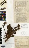 Paratype of Taraxacum orcadense Dahlst. [family COMPOSITAE]