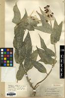 Type of Asclepias californica Greene [family APOCYNACEAE]