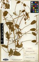 Type of Convolvulus peduncularis Boiss. [family CONVOLVULACEAE]