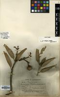 Isotype of Eucalyptus cliftoniana W.Fitzg. ex Maiden [family MYRTACEAE]