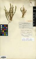 Isotype of Taraxia tikurana A.Nelson [family ONAGRACEAE]
