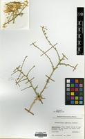 Isotype of Anthochlamys afghanica Podlech [family AMARANTHACEAE]