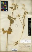 Type of Telanthera bangii Rusby [family AMARANTHACEAE]