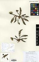 Filed as Taraxacum unguilobum Dahlst. [family COMPOSITAE]