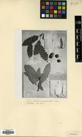 Type of Quercus castaneifolia C.A.Mey. [family FAGACEAE]