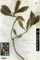 Type? of Psychotria adenophylla Wall. [family RUBIACEAE]