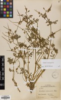 Filed as Erodium ciconium (L.) L'Her. [family GERANIACEAE]