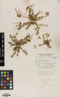 Filed as Erodium acaule (L.) Bech. & Thell. [family GERANIACEAE]
