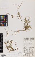 Filed as Erodium laciniatum (Cav.) Willd. [family GERANIACEAE]