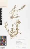 Filed as Lythrum portula (L.) D.A.Webb [family LYTHRACEAE]
