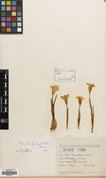 Filed as Iris danfordiae Boiss. [family IRIDACEAE]