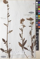 Filed as Phacelia secunda J.F. Gmel. [family BORAGINACEAE]