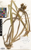 Filed as Sparganium erectum L. subsp. microcarpum (Neuman) Hyl. [family SPARGANIACEAE]