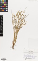 Filed as Juncus hybridus Brot. [family JUNCACEAE]