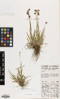 Filed as Luzula multiflora (Ehrh.) Lej. [family JUNCACEAE]
