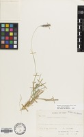 Filed as Hordeum brevisubulatum (Trin.) Link [family GRAMINEAE]